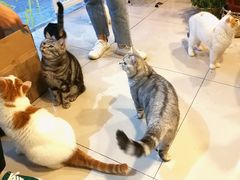 -平行世界·猫咖(首经贸店)