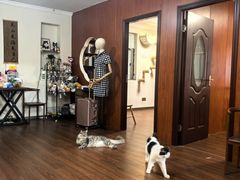 -楼上猫咖(罗湖店)