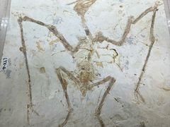 -安徽省地质博物馆