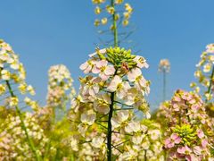 -中国天府农业博览园