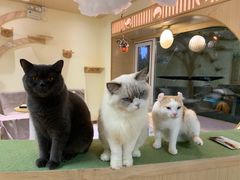 -猫和宫(六道口店)