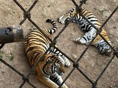 -西霞口神雕山野生动物世界