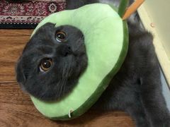 -爱侣宠医·鹦鹉专科·小型哺乳类·异宠专科(灵石路店)