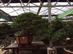 iphone_upload_pic-中国唐苑