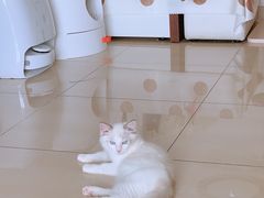 -lincat·猫舍(广州店)