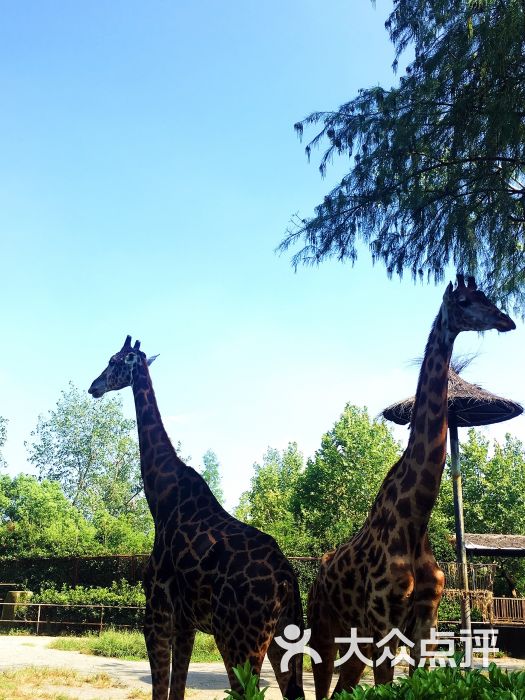 上海野生動物園圖片 - 第628張