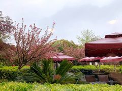 -荷风细雨·中国茶宴(碧云店)