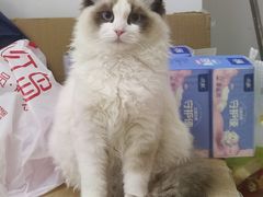 -欣宠猫屋·矮脚拿破仑·蓝金金渐层
