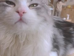 -猫腻·猫咖·撸猫馆(星光大道店)