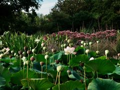 -墨尔本皇家植物园