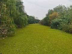 -溱湖国家湿地公园