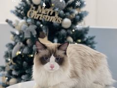 -comecome来吧宠物(奥克斯中心店)