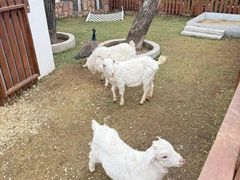 -J Create城市露营咖啡·简餐·宠物(上海动物园店)