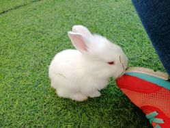 -萌宠亲子动物乐园(槐房万达店)