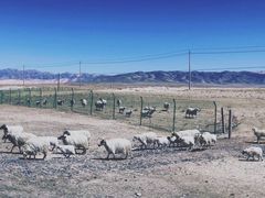 -青海湖国家重点风景名胜区
