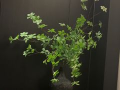 -华夏良子·足道SPA艾灸(金皇大厦店)