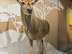 -陕西自然博物馆