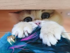 -猫十亿·布偶金渐层·曼基康矮脚猫舍(青年路店)