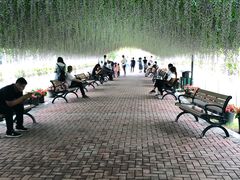 -荷兰花海