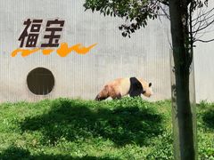 -卧龙中华大熊猫苑神树坪基地