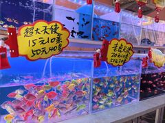 -中环花鸟鱼虫市场