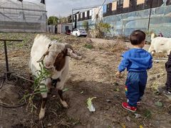 -喜杨洋草莓采摘园