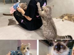 -猫儿山۰猫主题餐厅