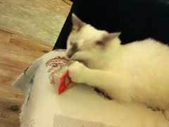 android_upload_pic-猫色咖啡·猫咖