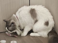 -唐小姐の私宠·宠物洗护美容·撸猫馆·购宠(周浦万达旗舰店)