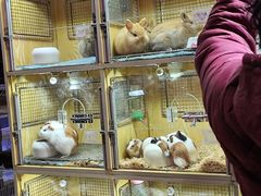 -宝鸡东道花鸟鱼虫市场(吉利花园商场店)