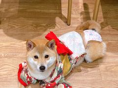 -猫色咖啡·猫咖