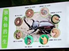 -上海大自然野生昆虫馆(东方明珠·爬宠昆虫探索中心)