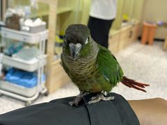 -momokira米努特·德文卷毛猫·棉花面纱犬
