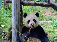 -广州长隆野生动物世界
