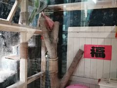 -猫咪博物馆(顶澳仔猫街店)