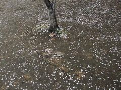 -武汉大学-樱园