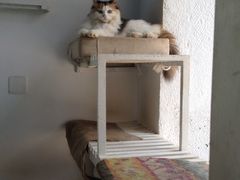 -Anne猫窝咖啡屋