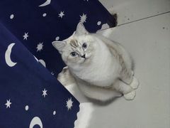 -伟伟宠物医院·瑞派猫友好医院·猫科(光谷店)