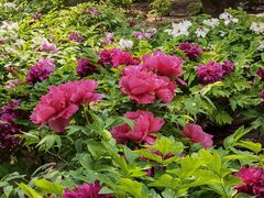 -莲花池公园