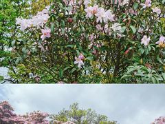 -梧桐山风景名胜区