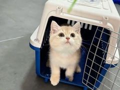-猫十亿·布偶金渐层·曼基康矮脚猫舍(青年路店)