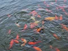 -MAP CHA普洱茶馆(翠湖店)