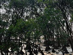 -宝安西湾红树林湿地公园