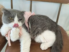 -共舞时光猫咖·狗咖(新街口店)