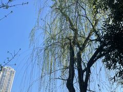 -龙头寺公园