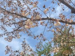 -石家庄市植物园