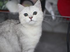 -瑞鹏宠物医院犬猫全科(真大分院)