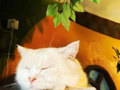 -猫猫幼稚园·撸猫·桌游·电玩