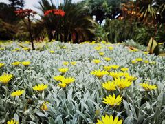 -墨尔本皇家植物园