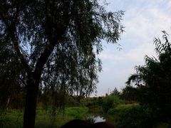 -白鹭湾湿地公园